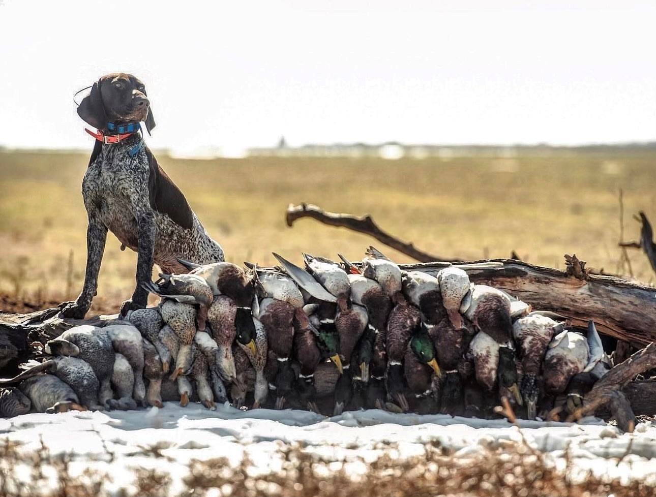 dog on bird pile