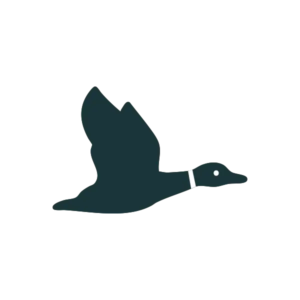 duck