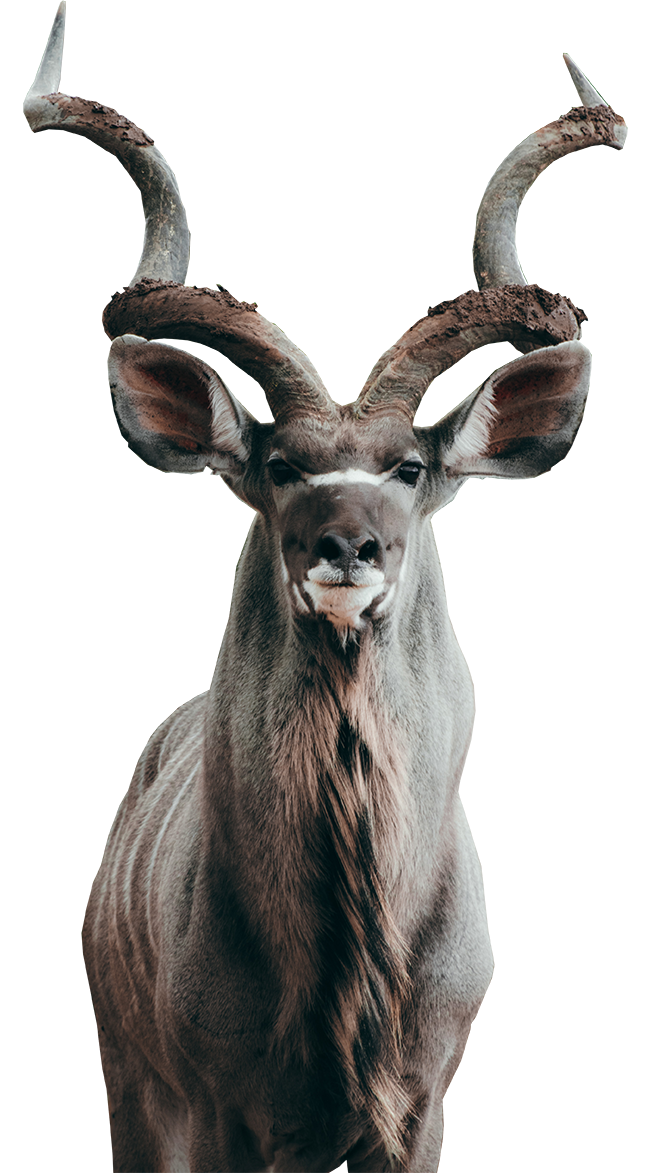kudu