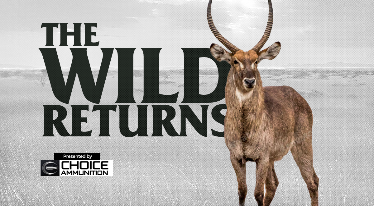 The Wild Returns
