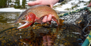 troutfish