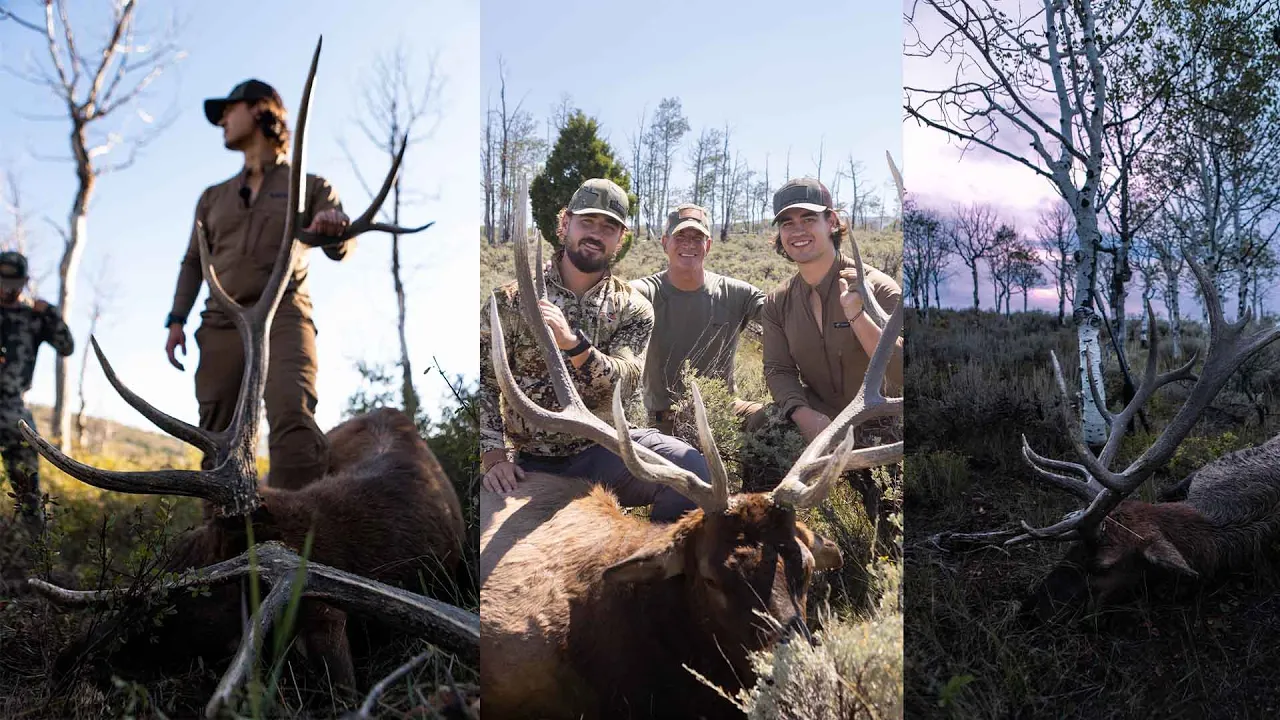 Utah Elk