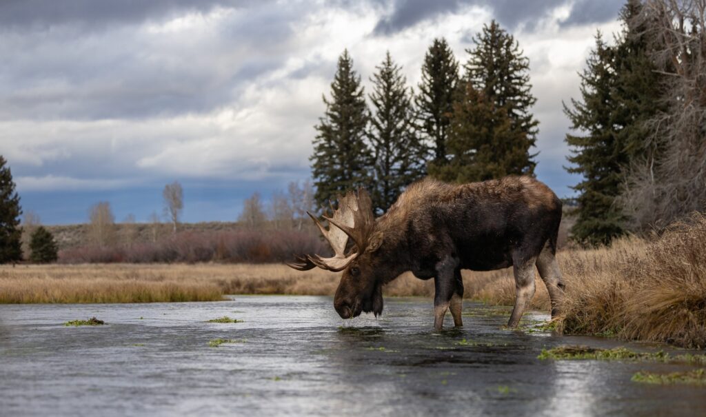 Moose in the Grand Tetons