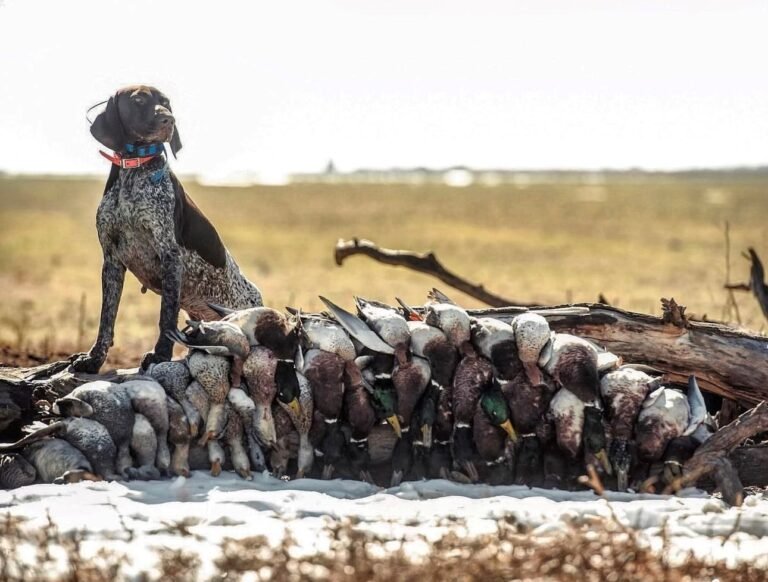 Bird Dog on Pile of ducks
