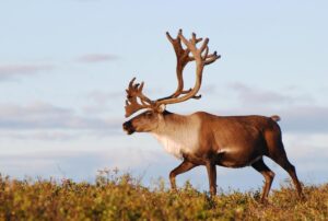 Caribou