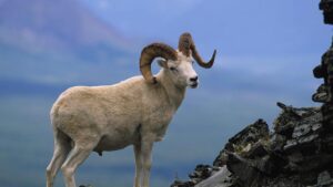 Wild Sheep