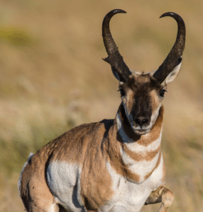 Pronghorn Antelope