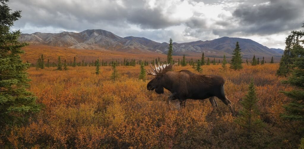 Moose