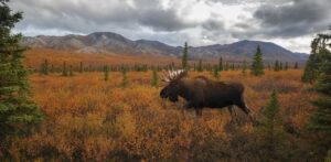 Moose