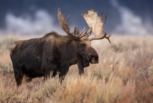 Moose