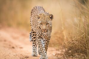 African Safaris