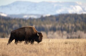 Bison