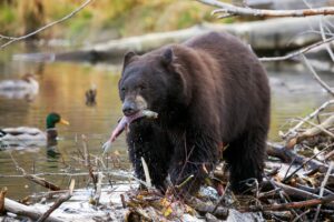 Bear