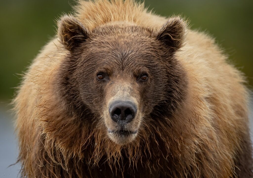 Brown Bear Fishing for Salmon in Katmai, Alaksa