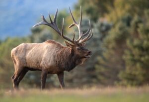 Elk