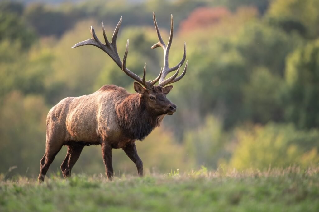 Bull Elk Portrait