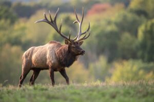 Bull Elk Portrait