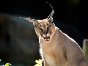 Caracal, a portrait