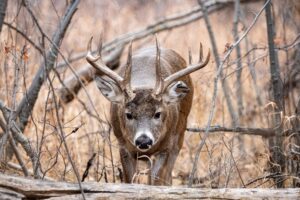 Mule Deer