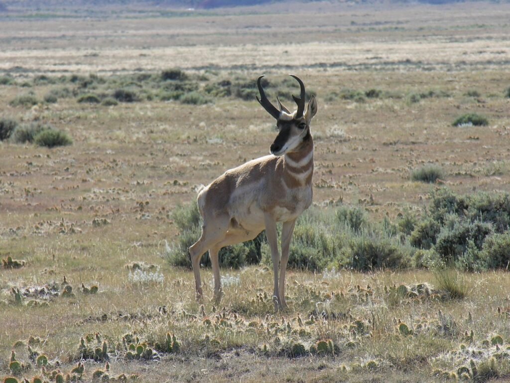 antelope, pronghorn, nature, wildlife, wyoming, arid, desert, animal, pronghorn, pronghorn, pronghorn, pronghorn, pronghorn