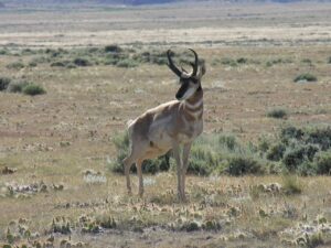 antelope, pronghorn, nature, wildlife, wyoming, arid, desert, animal, pronghorn, pronghorn, pronghorn, pronghorn, pronghorn