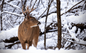 Whitetail Deer