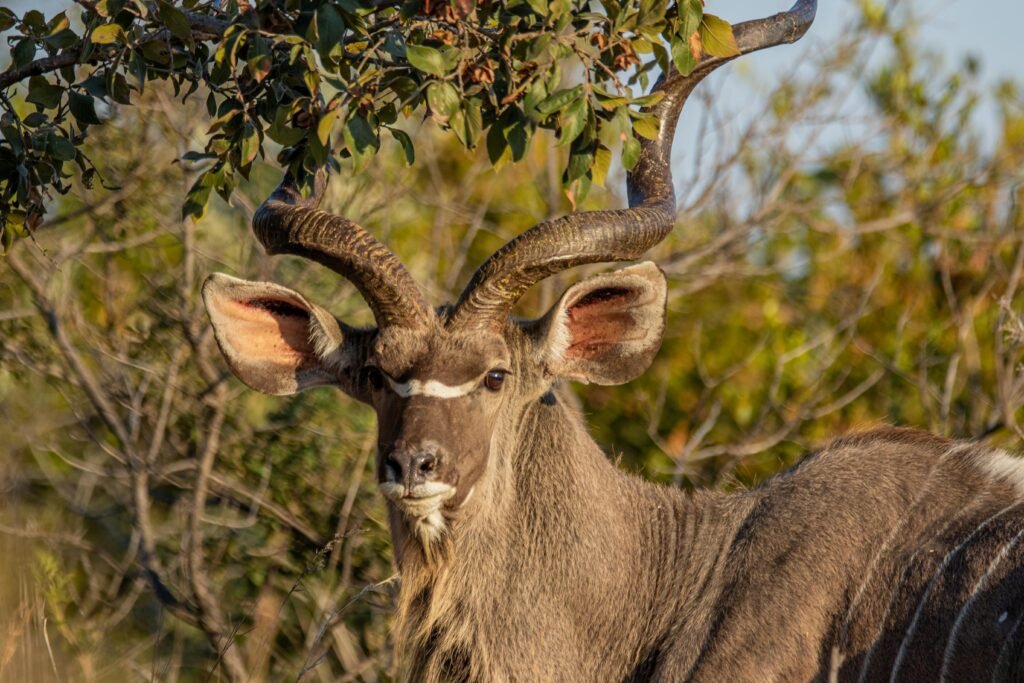 Beautiful close-up of a kudu, showcasing its impressive horns and natural habitat in Bela-Bela, South Africa.