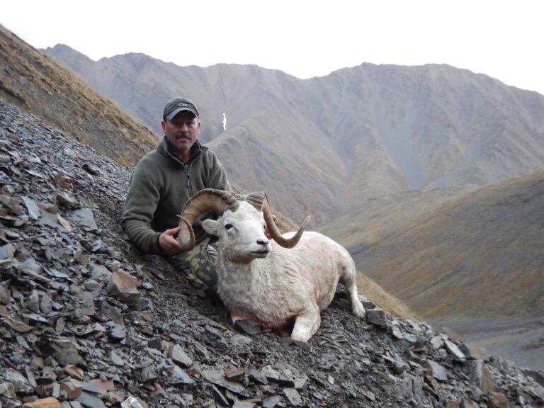 Alaska – Brooks Range Dall Sheep, Caribou & Grizzly Bear