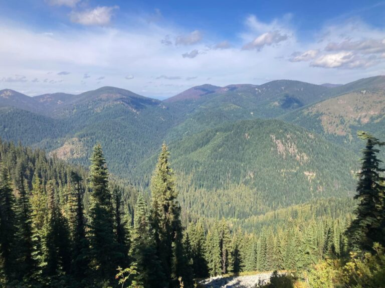 Idaho – Black Bear Hunt