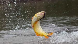 argentina dove golden dorado