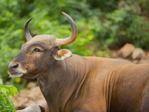 Oxen