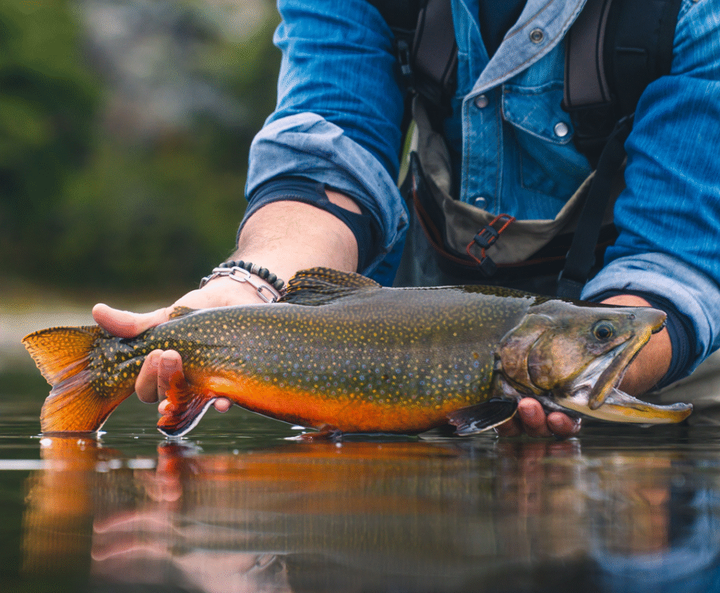 fishing page b