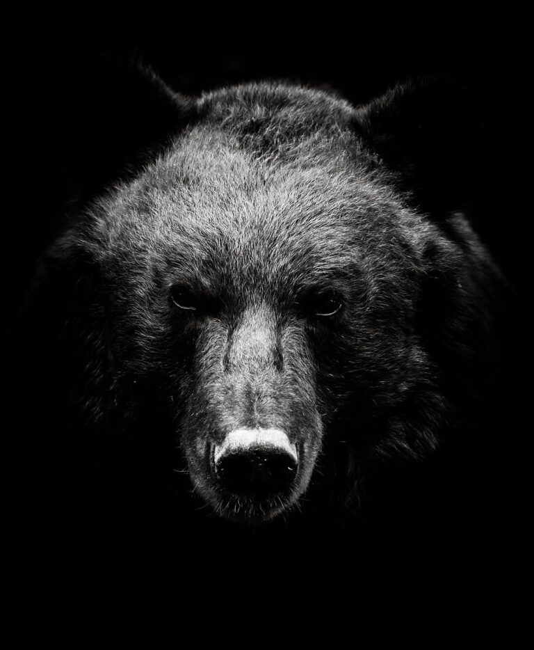 Saskatchewan – Black Bear Hunt near La Loche, SK