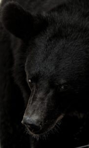 animal, bear, wild, mammal, species, nature, fauna, wildlife, black wallpaper, black