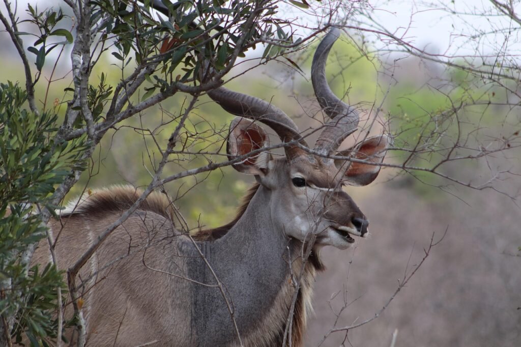 bushbuck, animal, safari, cape bushbuck, antelope, mammal, wildlife, wild, horns, nature, africa, bushbuck, bushbuck, bushbuck, bushbuck, bushbuck