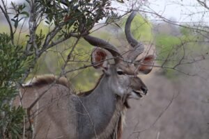 bushbuck, animal, safari, cape bushbuck, antelope, mammal, wildlife, wild, horns, nature, africa, bushbuck, bushbuck, bushbuck, bushbuck, bushbuck
