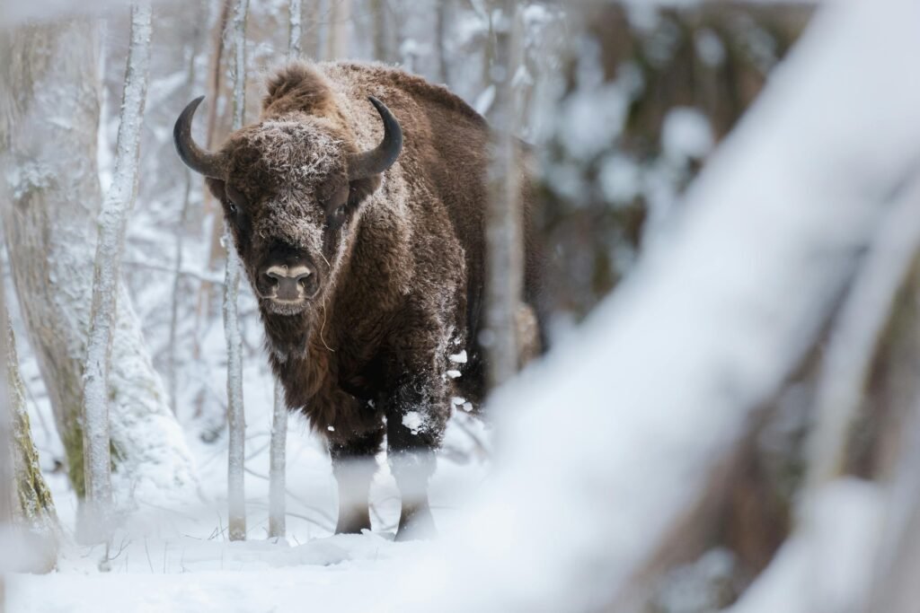 A European bison stands amidst a snowy forest in Białowieża, showcasing winter wildlife beauty.