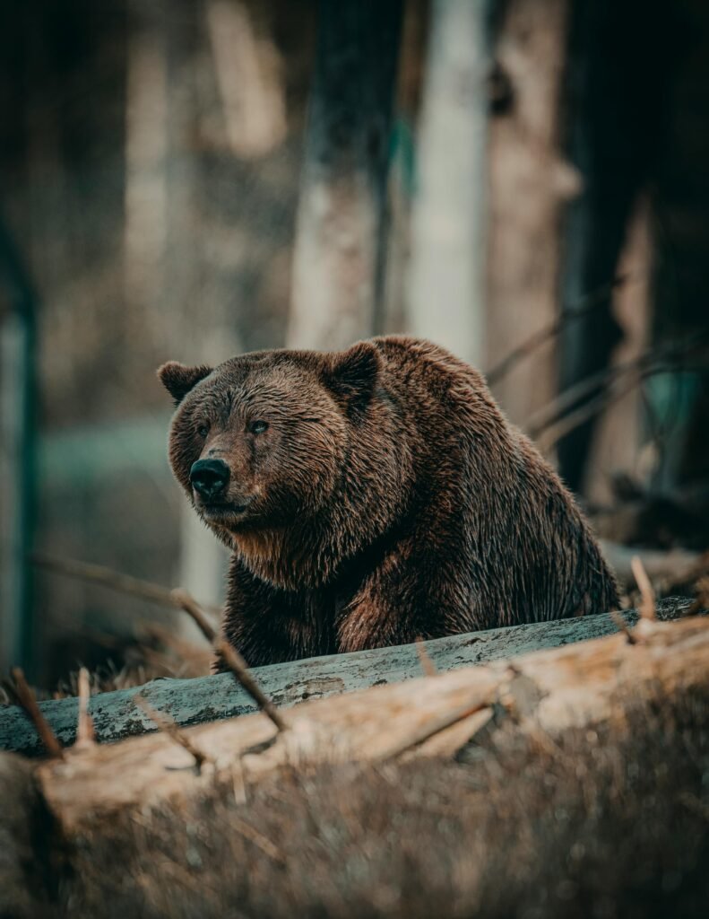 Close-up of a grizzly bear sitting in a forest, showcasing wildlife in its natural environment.