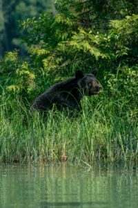 A black bear stands by a forest lake, surrounded by lush greenery and grass, exemplifying summer wildlife.