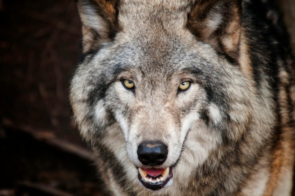 Intense close-up of a wild gray wolf showcasing its piercing eyes and natural fur texture.