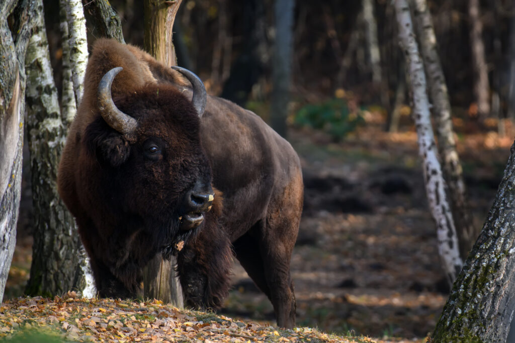 wild adult bison in the autumn forest. wildlife scene from sprin