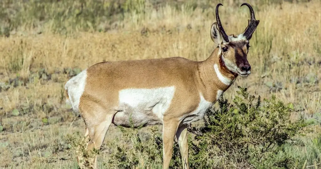 pronghorn, mammal, antelope, wildlife, nature, prairie, yellowstone, pronghorn, pronghorn, pronghorn, pronghorn, pronghorn