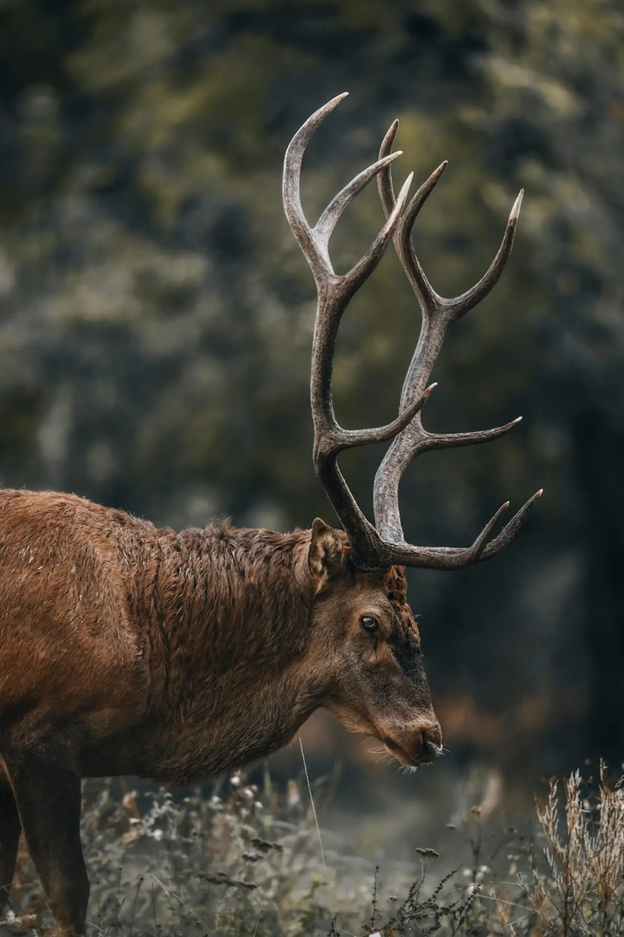 Close-up portrait of a majestic elk with antlers in natural surroundings, highlighting wildlife beauty.