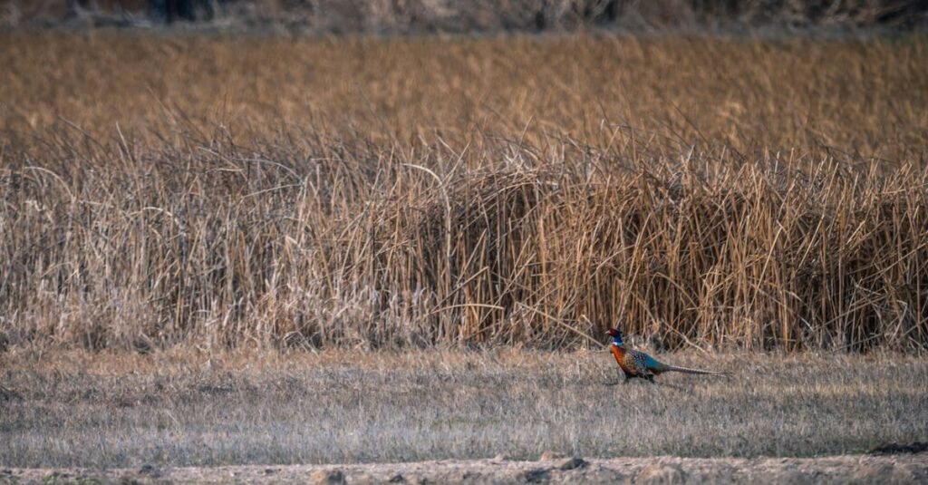 A colorful pheasant standing in an open grass field during dusk.
