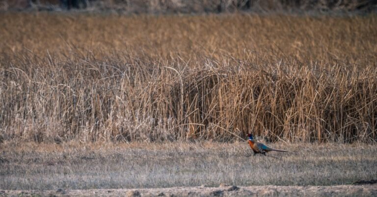 A colorful pheasant standing in an open grass field during dusk.