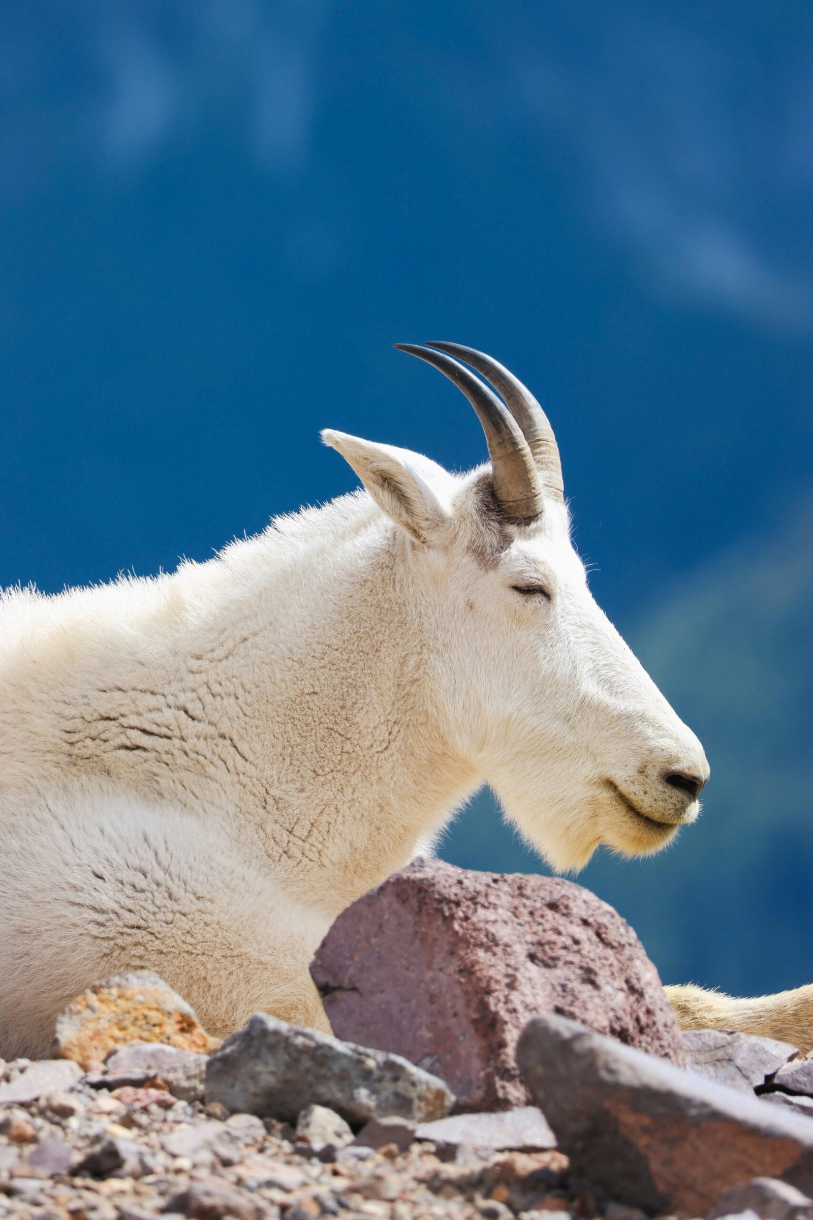 A serene mountain goat sits among rocks with a tranquil backdrop in Washington, USA.