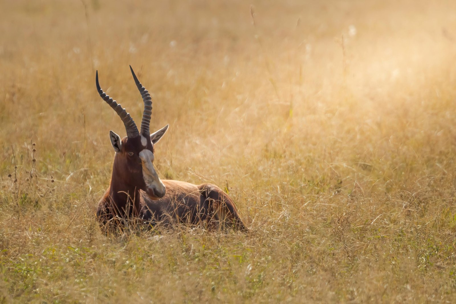 A bontebok antelope relaxing in a golden grassland under soft daylight, showcasing wildlife tranquility.