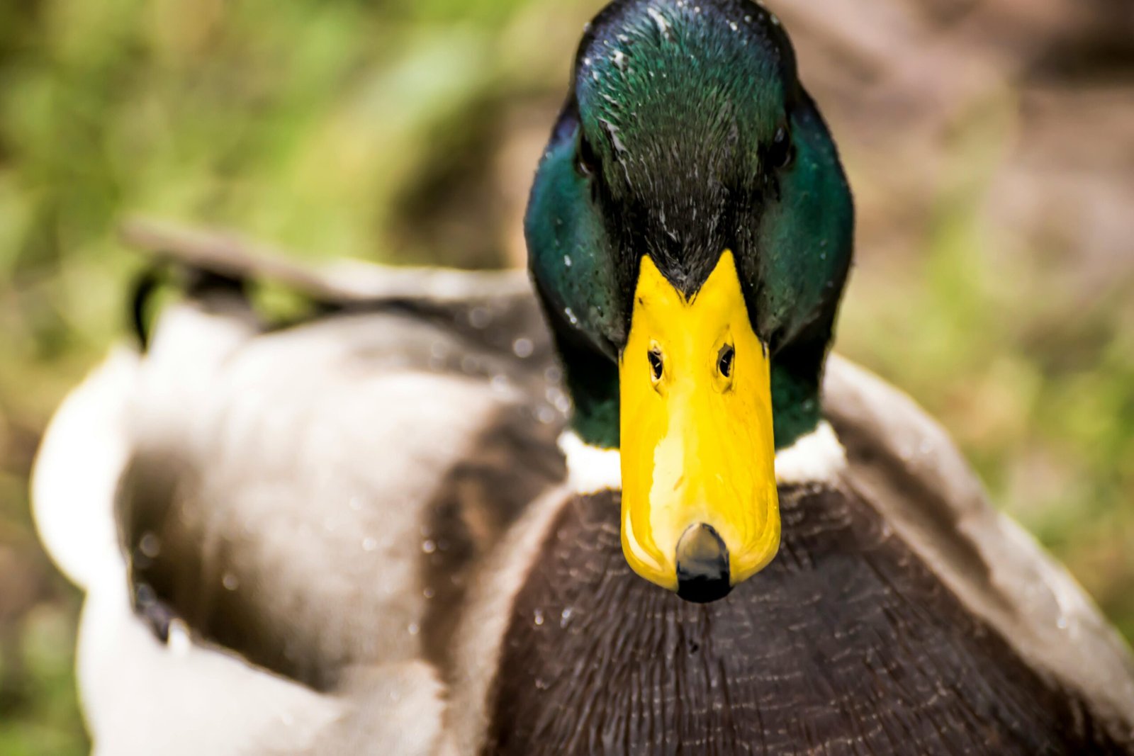 Intimate close-up of a mallard duck showcasing its vibrant feathers and distinct yellow bill.