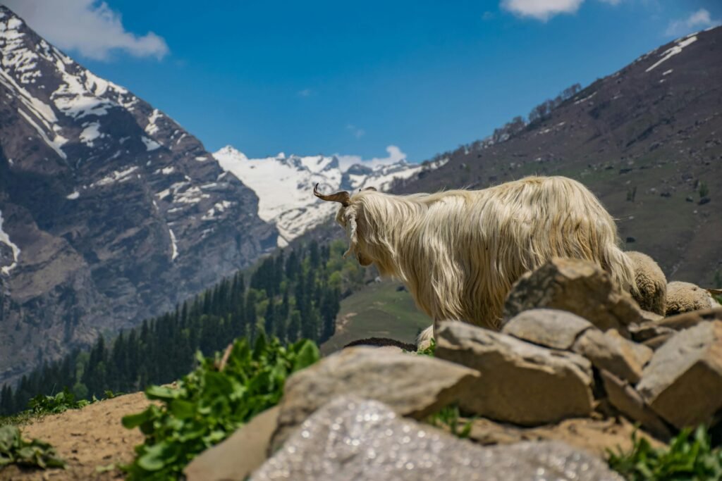 A mountain goat stands on rocky terrain against a backdrop of snow-capped peaks and lush greenery.